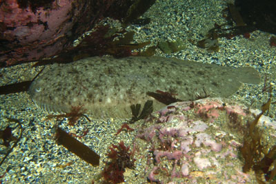 Solea_solea_004_XL_k