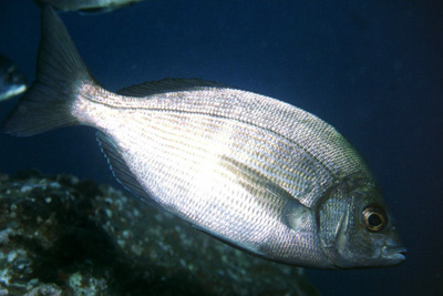 Spondyliosoma_cantharus_902_XL_k