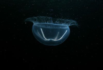 Staurophora_mertensii_k