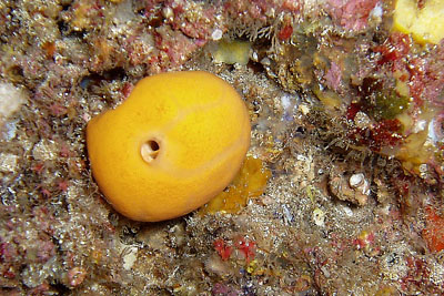 Suberites_ ficus_001_XL_k Suberites_ ficus_001_XL_k