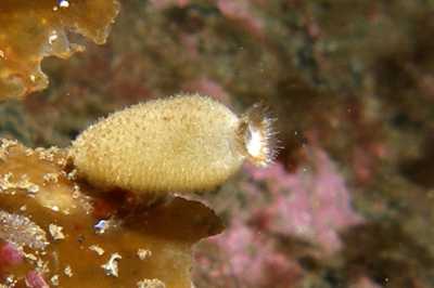 Sycon_quadrangulatum006_k03 Sycon_quadrangulatum006_k03