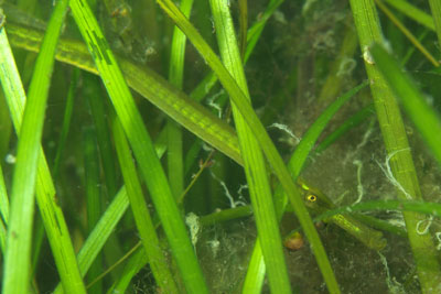 Syngnathus_typhle_003_XL_k