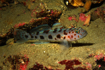 Thorogobius_ephippiatus_009_XL_k