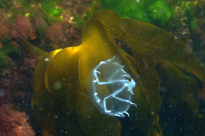 Timba bardii_002_XL_k