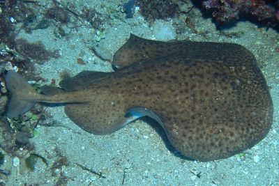 Torpedo_marmorata_004XL_k Torpedo_marmorata_004XL_k