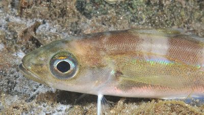 Trisopterus_esmarkii4_k