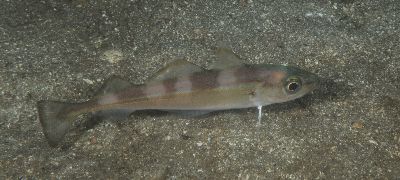 Trisopterus_esmarkii8_k