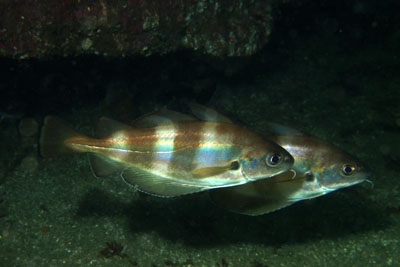 Trisopterus_luscus_015_XL_k