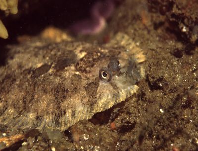 Zeugopterus_punctatus_005_k