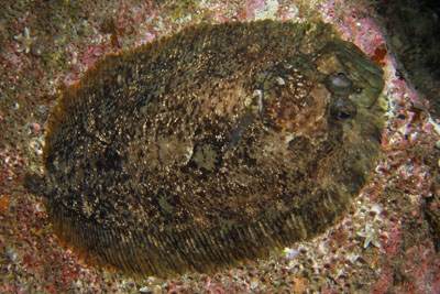 Zeugopterus_punctatus_006_XL_k