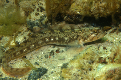 Zoarces_viviparus_021_XL_k