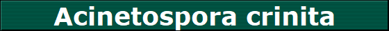 Acinetospora crinita