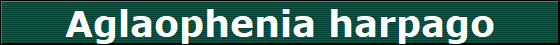 Aglaophenia harpago
