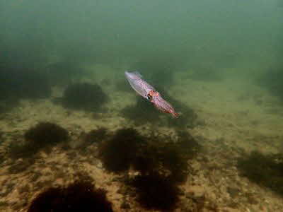 Alloteuthis subulata_sb_001_k