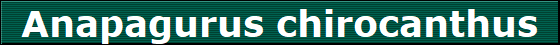 Anapagurus chirocanthus