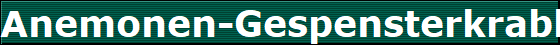 Anemonen-Gespensterkrabbe