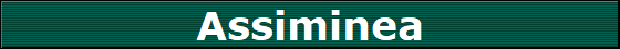 Assiminea