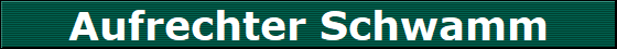 Aufrechter Schwamm