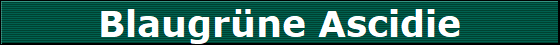 Blaugrne Ascidie