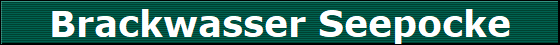 Brackwasser Seepocke
