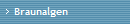 Braunalgen