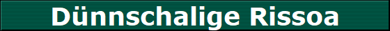 Dnnschalige Rissoa