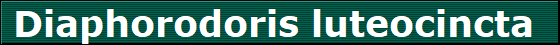 Diaphorodoris luteocincta 