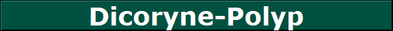 Dicoryne-Polyp