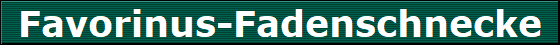 Favorinus-Fadenschnecke