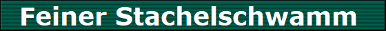 Feiner Stachelschwamm 