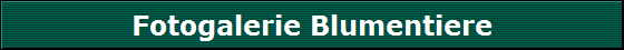 Fotogalerie Blumentiere