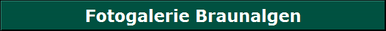 Fotogalerie Braunalgen