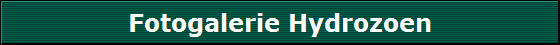 Fotogalerie Hydrozoen