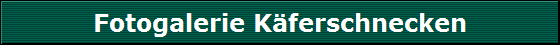 Fotogalerie K�ferschnecken
