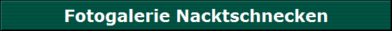Fotogalerie Nacktschnecken
