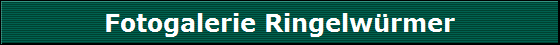 Fotogalerie Ringelw�rmer