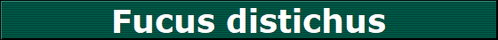Fucus distichus