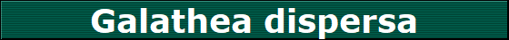 Galathea dispersa