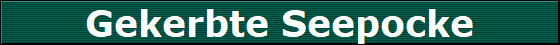 Gekerbte Seepocke