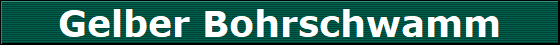 Gelber Bohrschwamm