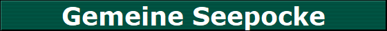 Gemeine Seepocke