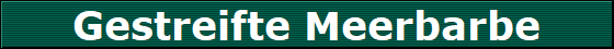 Gestreifte Meerbarbe