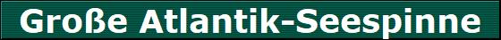 Groe Atlantik-Seespinne