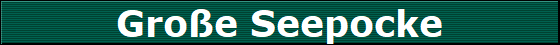Groe Seepocke