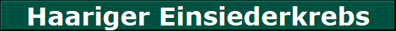 Haariger Einsiederkrebs