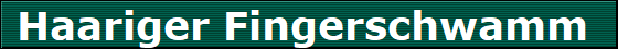 Haariger Fingerschwamm 