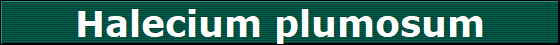 Halecium plumosum
