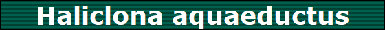 Haliclona aquaeductus