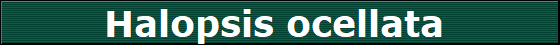 Halopsis ocellata 