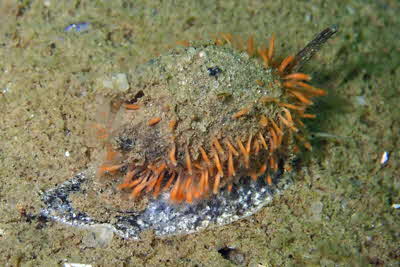 Hydractinia_echinata_sb_w_002_XL_k